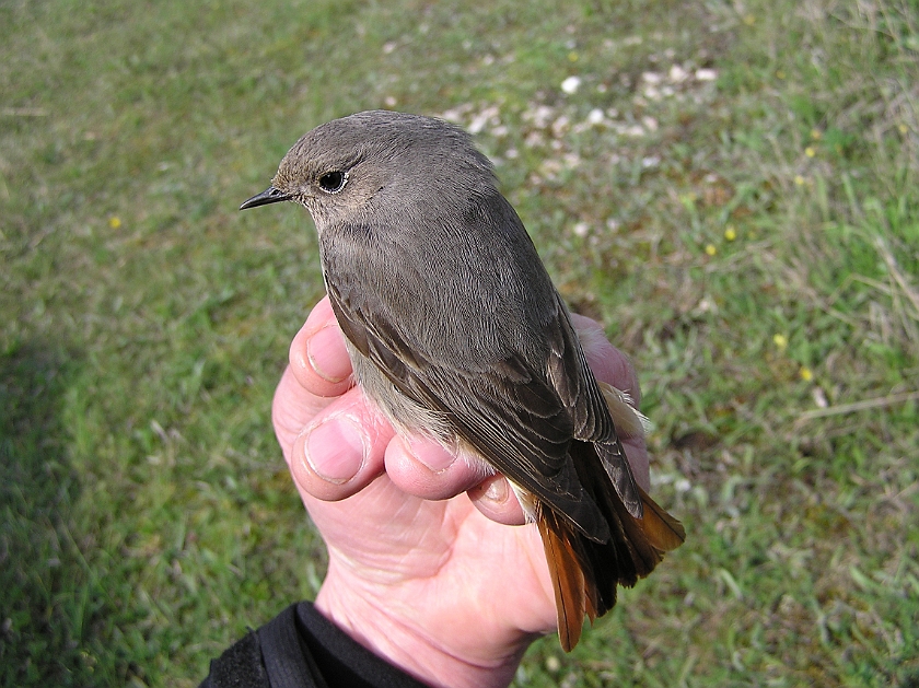 Black Redstart, Sundre 20100515